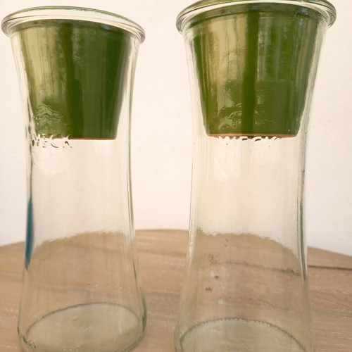 Self-Watering Plant Vases by Nature & Découvertes used