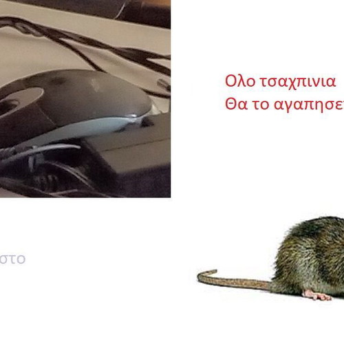 A-Rouri Mouse used, born in Greece