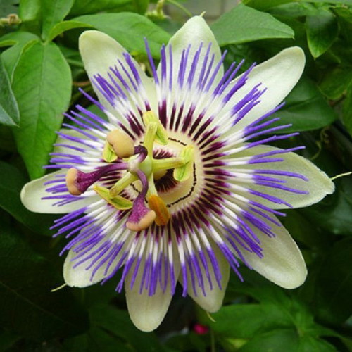 Passiflora Incarnata climbing plant seeds, 10 pcs