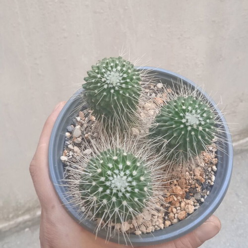 Mammillaria Spinosissima Un Pico cactus in nursery pot new