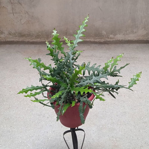Ric Rac Cactus cuttings pack of 5, new