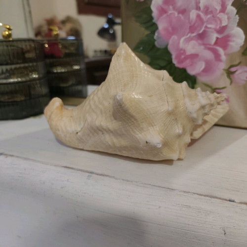 Large natural shell like new
