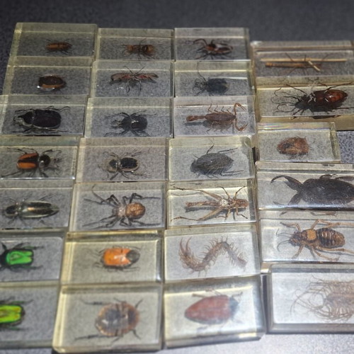 Insect and Arthropod Collection like new, 27 pieces in resin