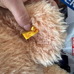 Steiff large bear like new 80 cm