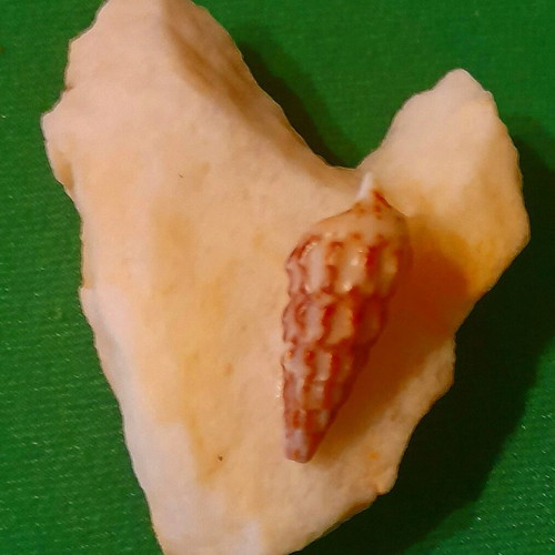 Love artwork by Common Art with heart-shaped stone and shell, new