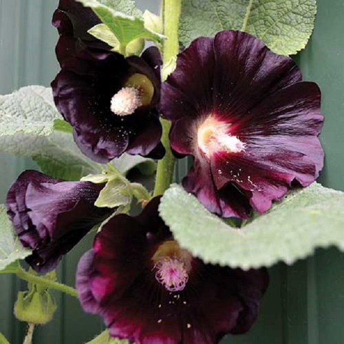 Rosea Nigra Hollyhock black flower seeds, pack of 20