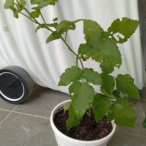 Raspberry plant new, thorny with large red raspberries