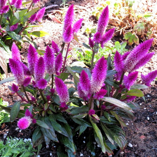Celosia Spicata Flamingo Feathers flower seeds, pink