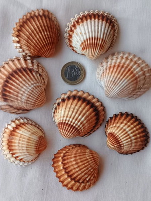 Φυσικά κοχύλια καινούργια, σε διάφορα μεγέθη για διακόσμηση και χειροτεχνίες