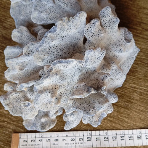 Natural coral used for summer decoration