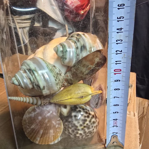 Set of natural decorative seashells and shells, coastal decor