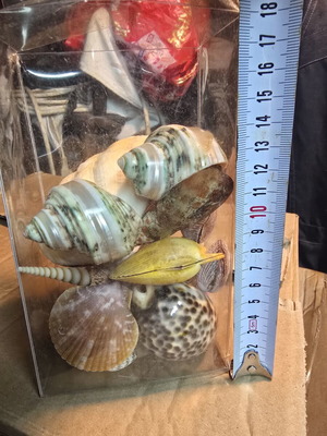 Set of natural decorative seashells and shells, coastal decor