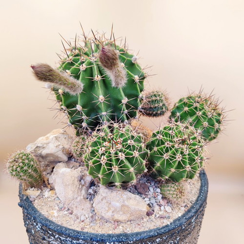 Echinopsis arrangement in ceramic pot new