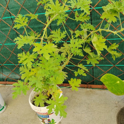 Pelargonium graveolens scented geranium