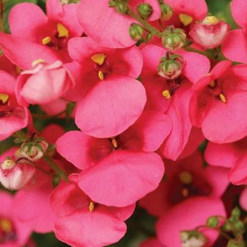 Diascia Twinspur Pink Queen flower seeds, pack of 20