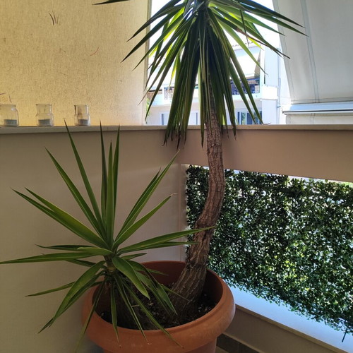 Yucca plant with two trunks, 2.05m height, with pot