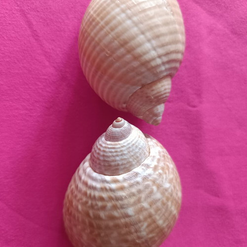 Tonnidae Tonna shells like new, 2 pieces from Madagascar
