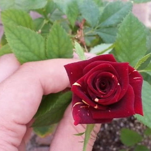 Memphis Music Rose seeds, 25, bicolor rare variety