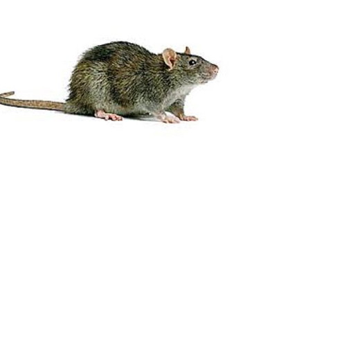 A-Rouri Mouse used, born in Greece