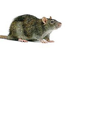 A-Rouri Mouse used, born in Greece