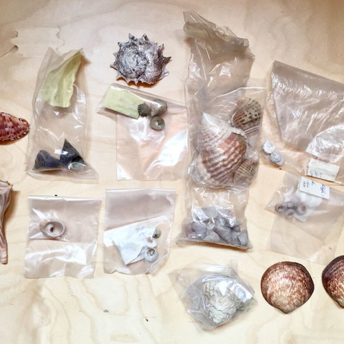 Variety of seashells like new from collection