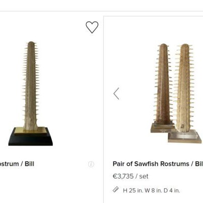 Sawfish rostrum used 93 cm