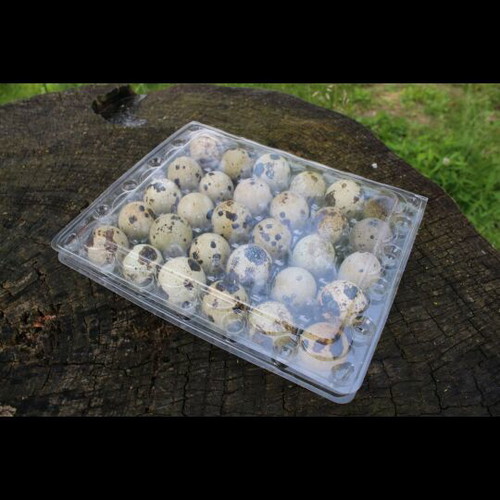Fresh quail eggs from village, new, pack of 30