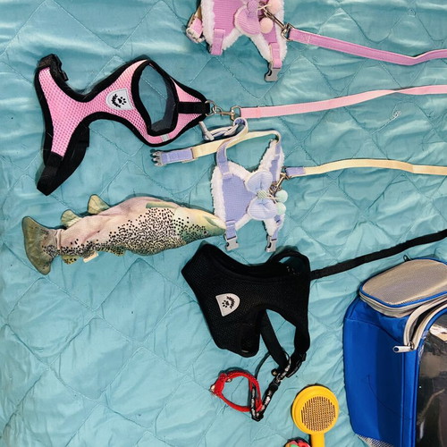 Complete cat accessories set with astronaut backpacks and toys
