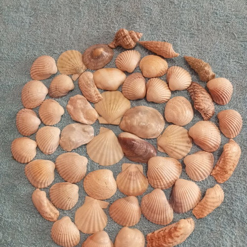 Natural seashells varnished, pack of 50, like new