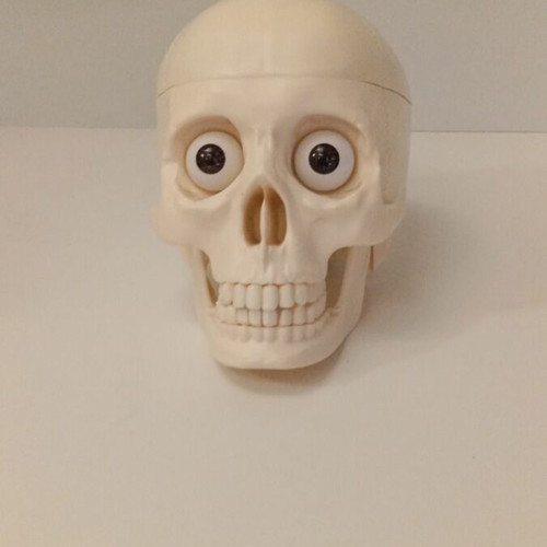 Skeleton head with half brain new