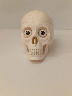 Skeleton head with half brain new