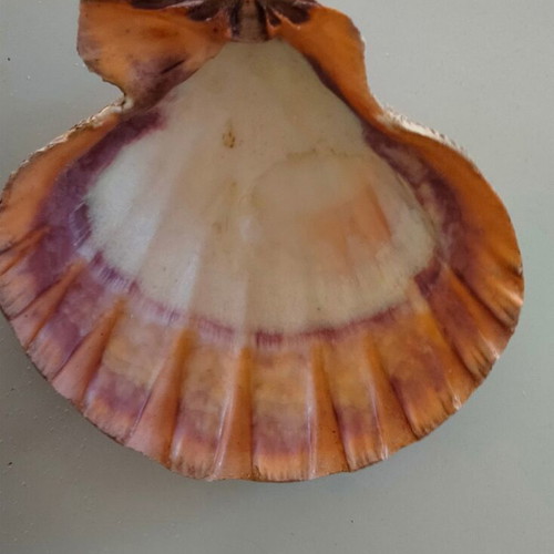 Lion's Paw Natural Seashell like new