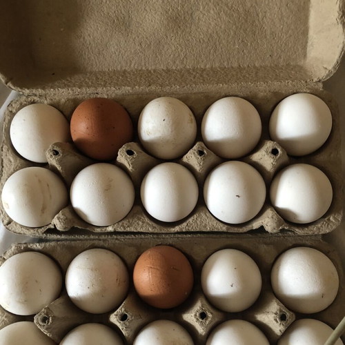 Fresh homemade eggs pack of 10 from free happy hens