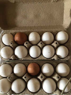 Fresh homemade eggs pack of 10 from free happy hens
