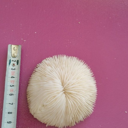 Coral new