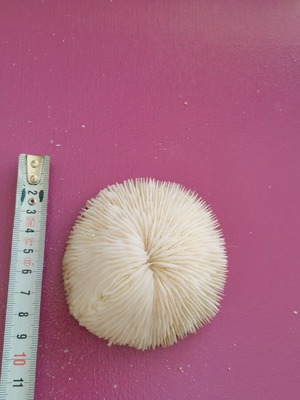 Coral new
