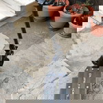  Dualtron Raptor