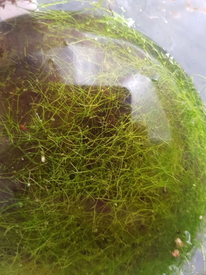 Σαρκοφάγο φυτό Utricularia Gibba