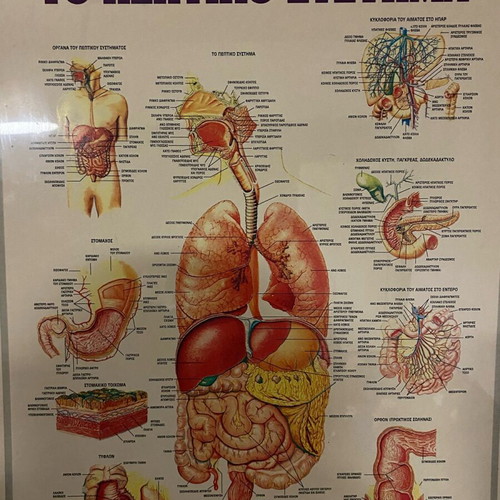Digestive system poster used, 70x50cm, hard glossy paper