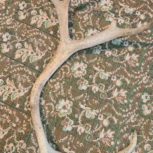 Northern deer antler like new, size as shown