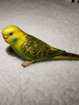 Green Budgie Schleich 14408 vintage 7 cm used