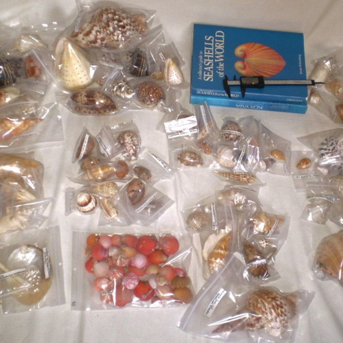 Natural sea shells used, collection of 137 pieces, selected