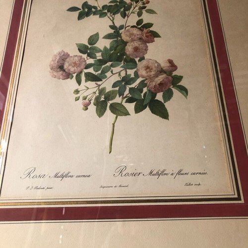 Pierre-Joseph Redouté Historical Botanical Print Frames Refurbished