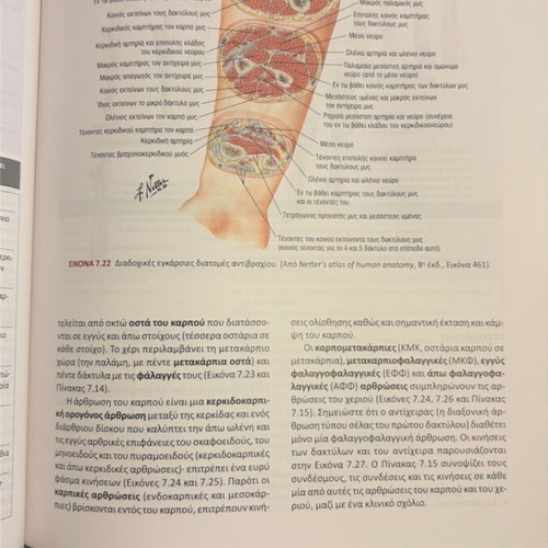 Netter's Clinical Anatomy and Neuroanatomy book new