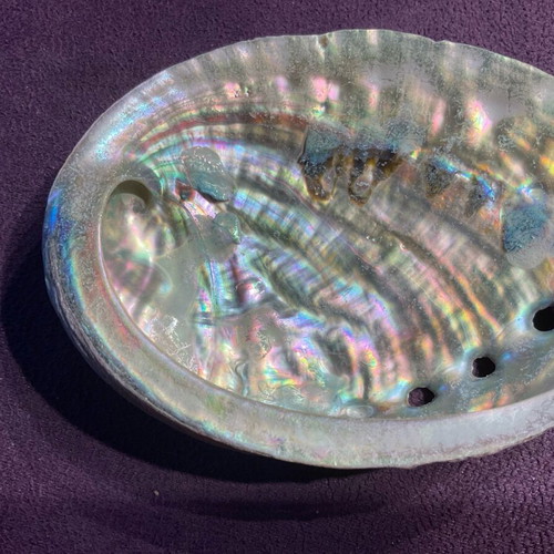 Large abalone shell with snail new