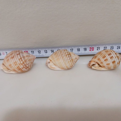 3 Cassidisae shells new, rare, in perfect condition