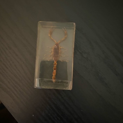 Scorpion preserved from old collection like new