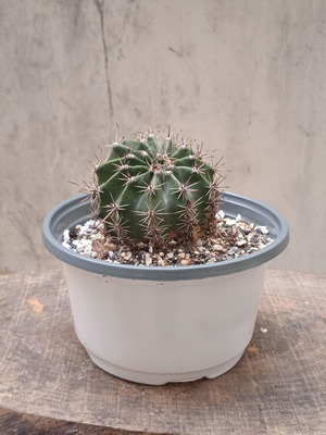 Cactus in nursery pot new