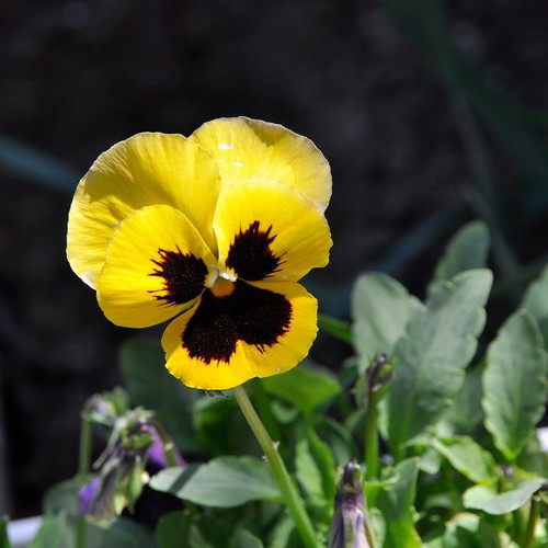 Viola Pansy flower seeds, pack of 20, multicolored ornamental plant