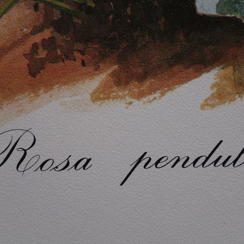 Set of 4 used watercolor reproductions with wildflowers